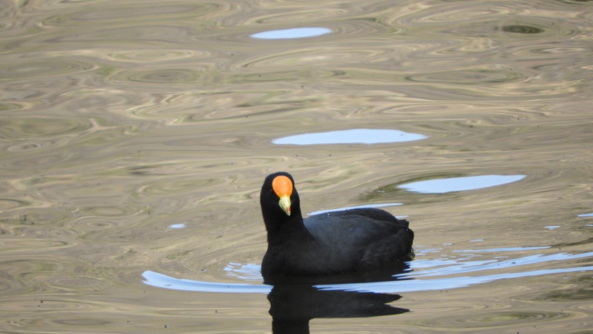 White-winged Coot - ML479519191
