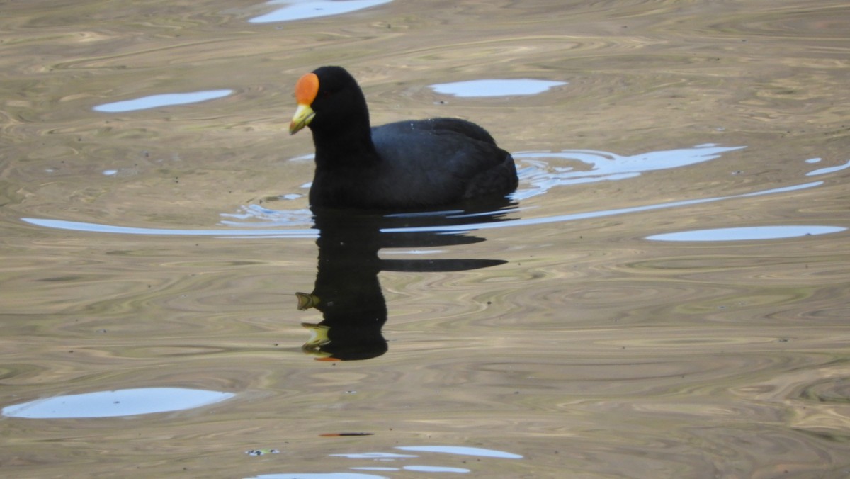 White-winged Coot - ML479519201