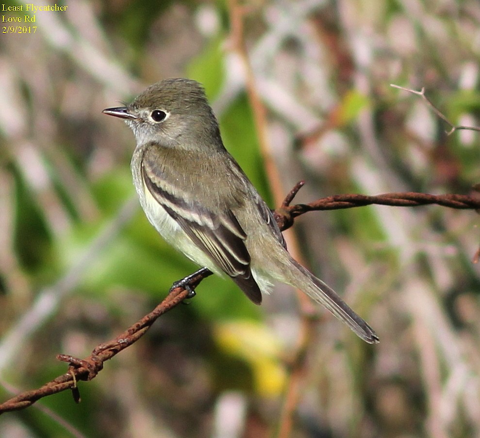 Least Flycatcher - ML47951951