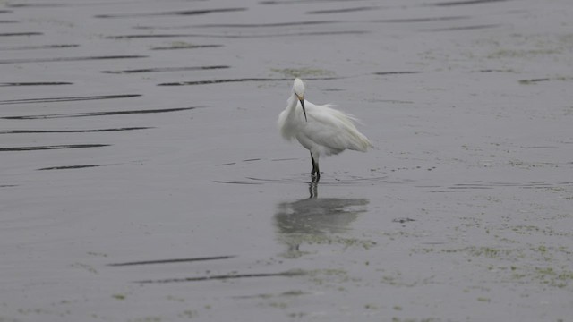 Snowy Egret - ML479519781