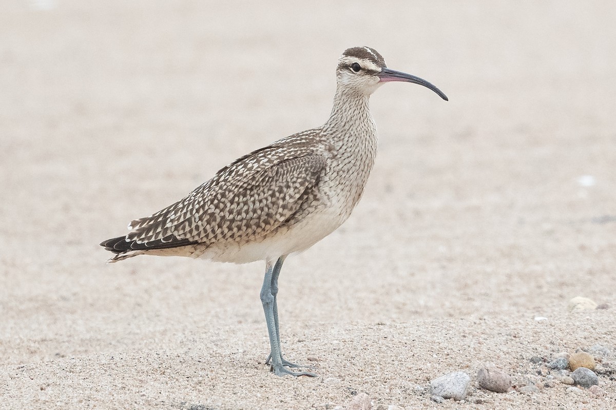 Whimbrel - ML479520121