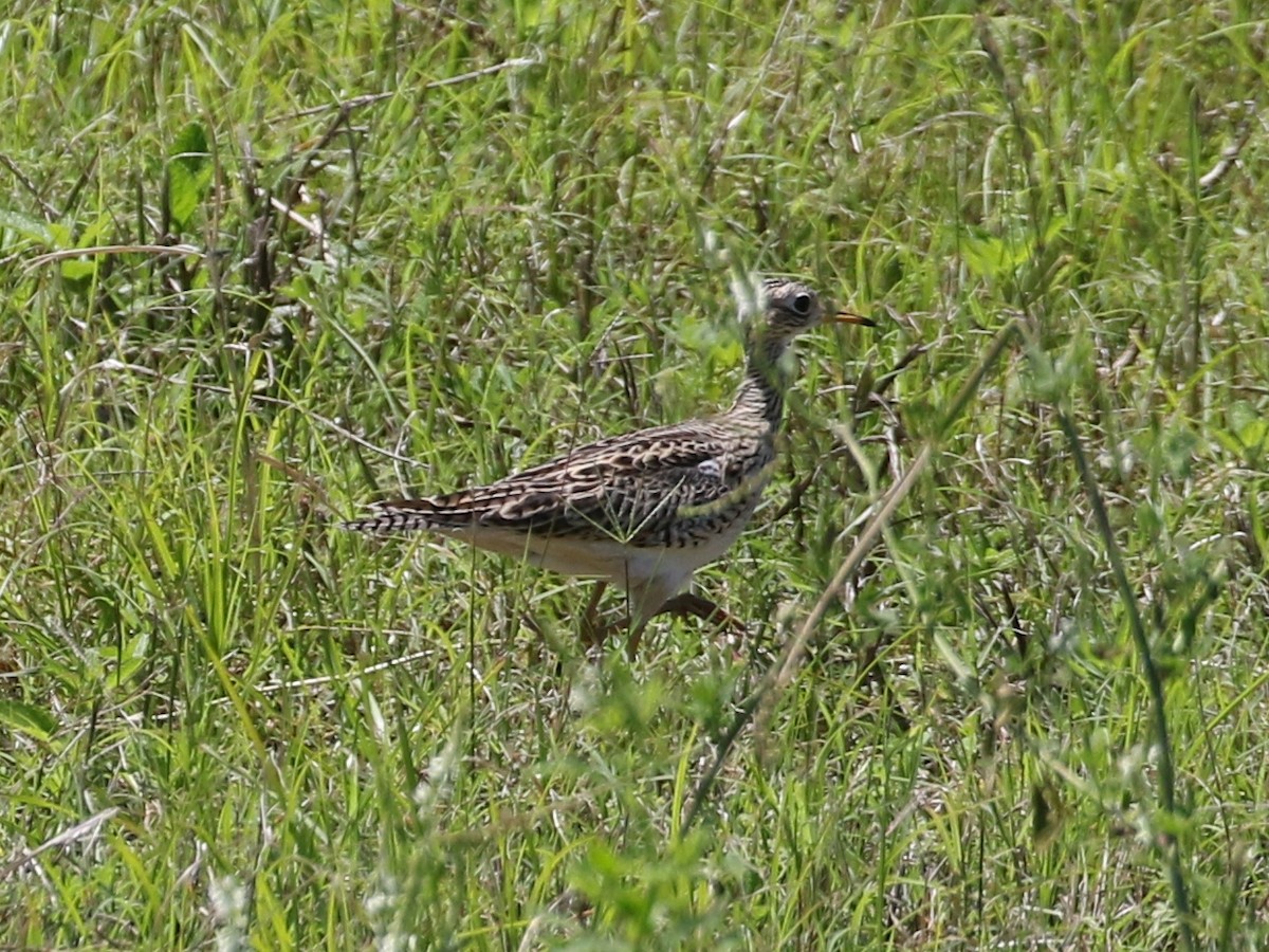 Upland Sandpiper - Steve Calver