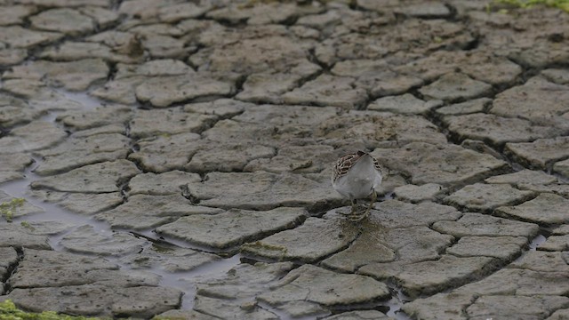 Least Sandpiper - ML479520851