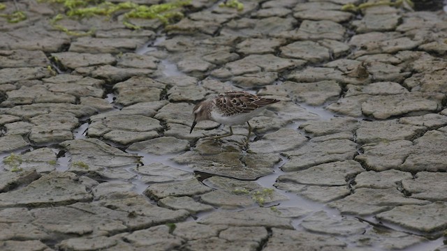 pygmésnipe - ML479520861