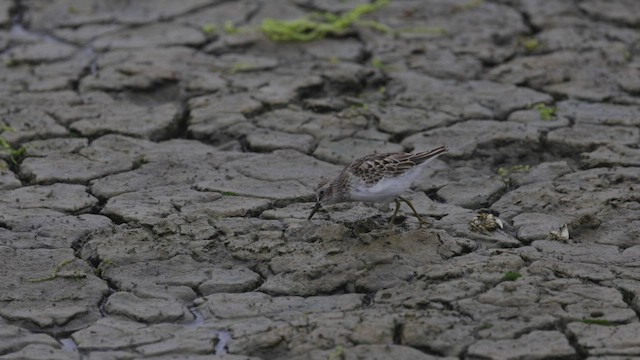 Least Sandpiper - ML479520901