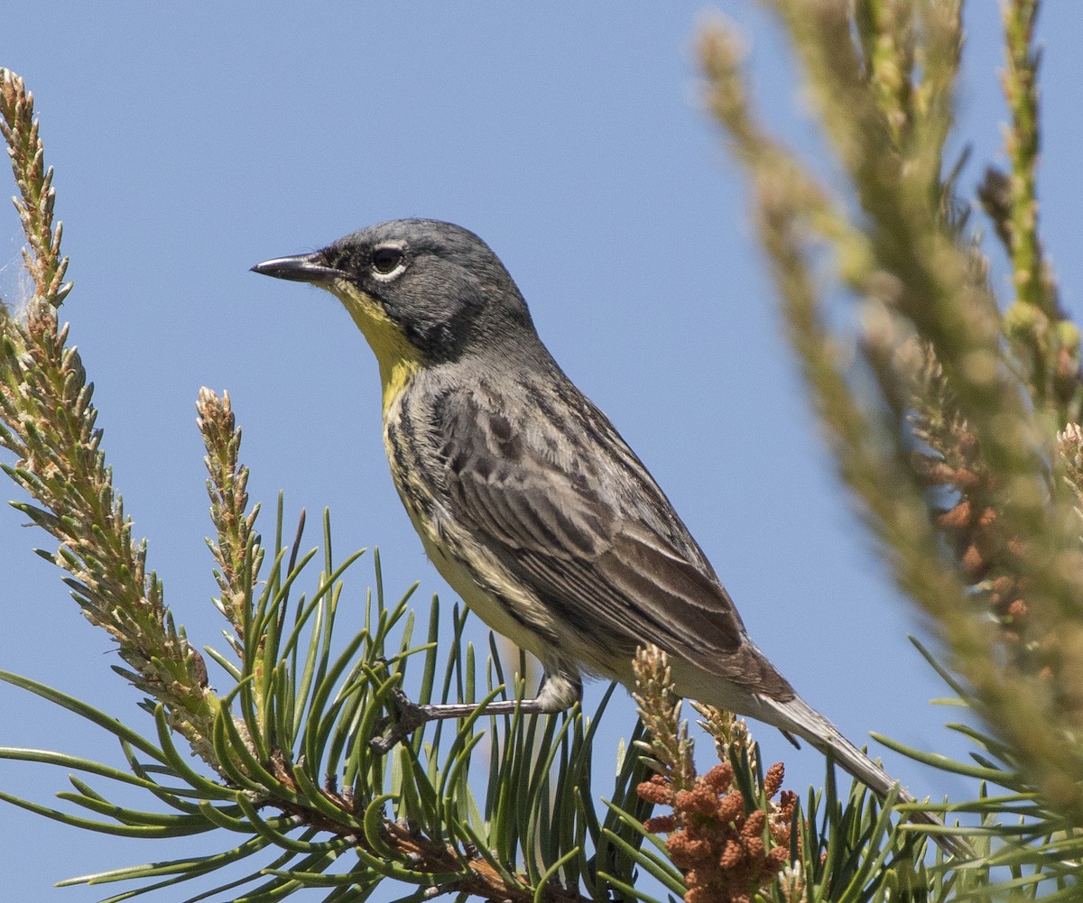 Kirtland's Warbler - ML479521231