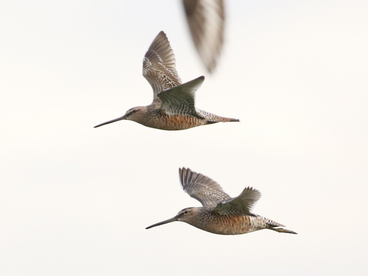 Long-billed Dowitcher - Steve Calver