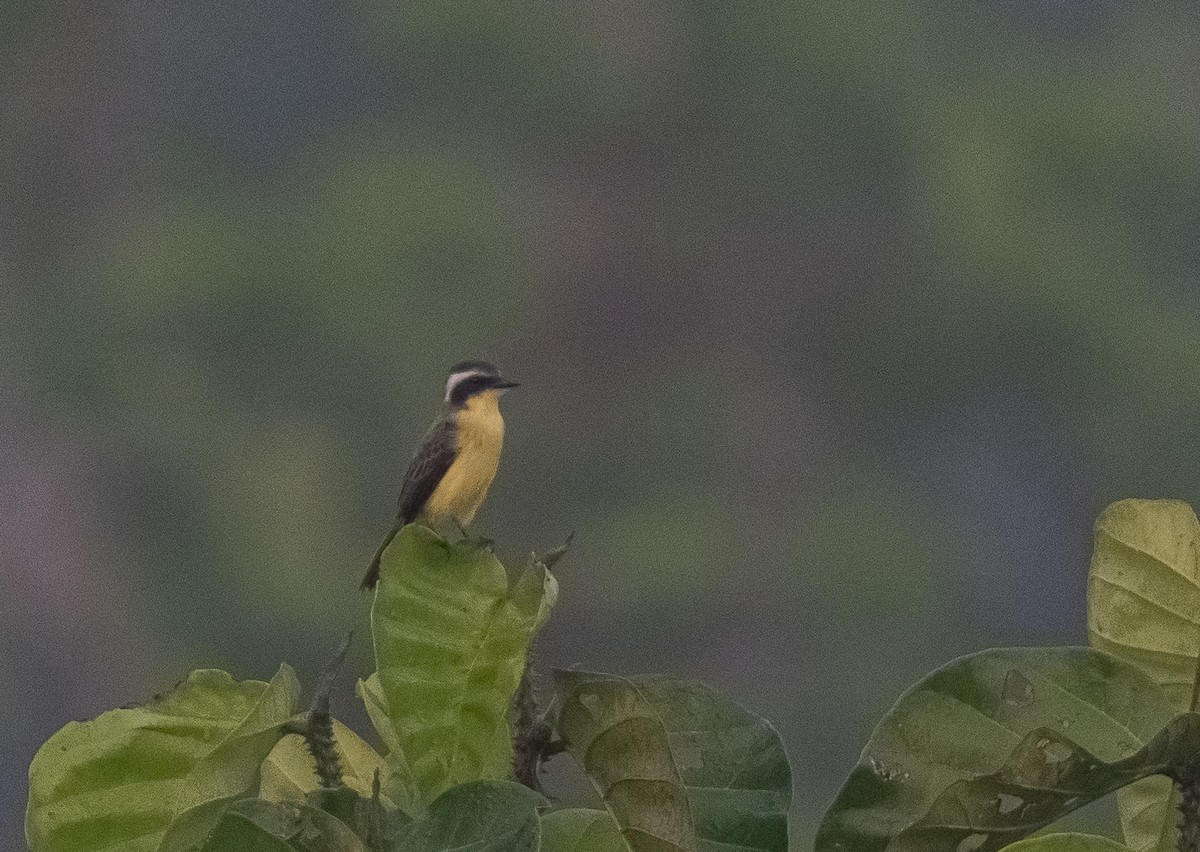 Three-striped Flycatcher - ML479522311