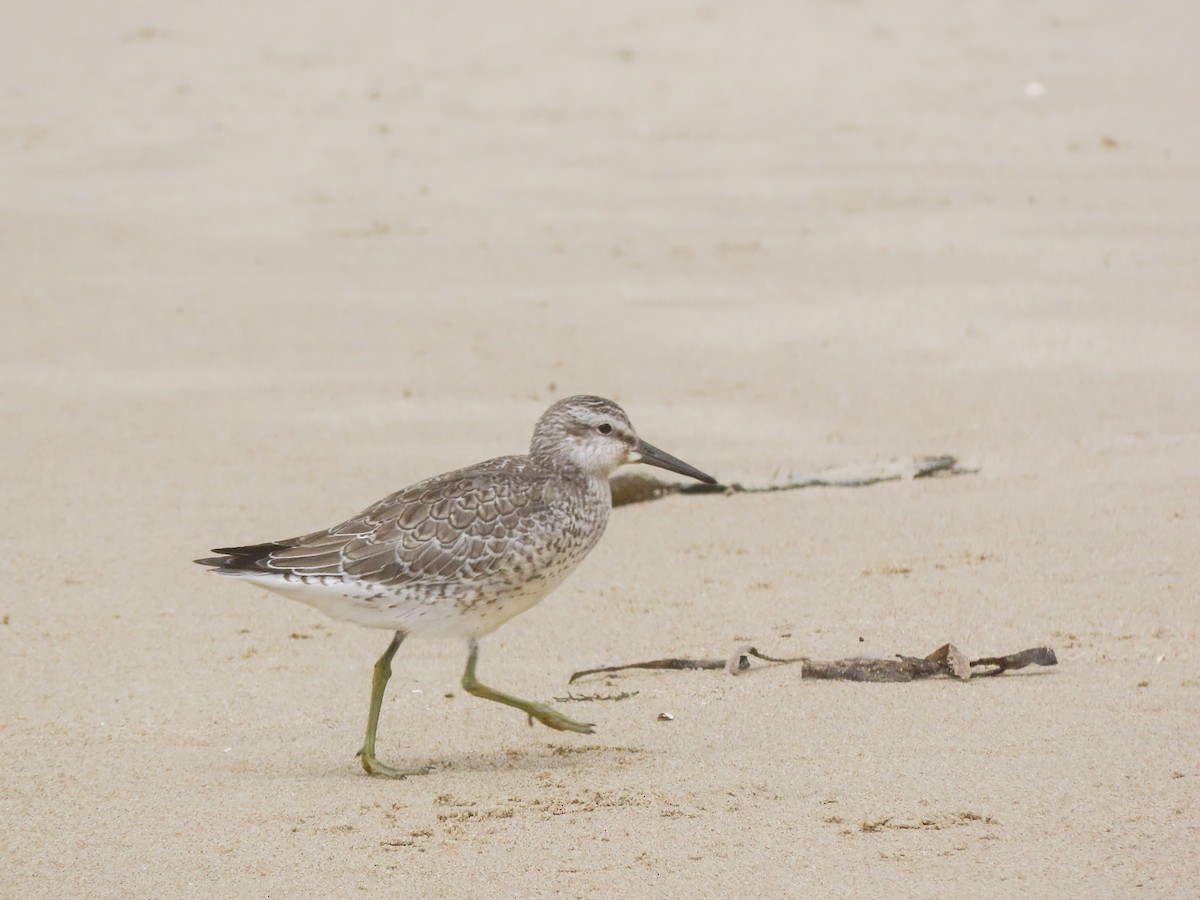 Red Knot - Herb Elliott