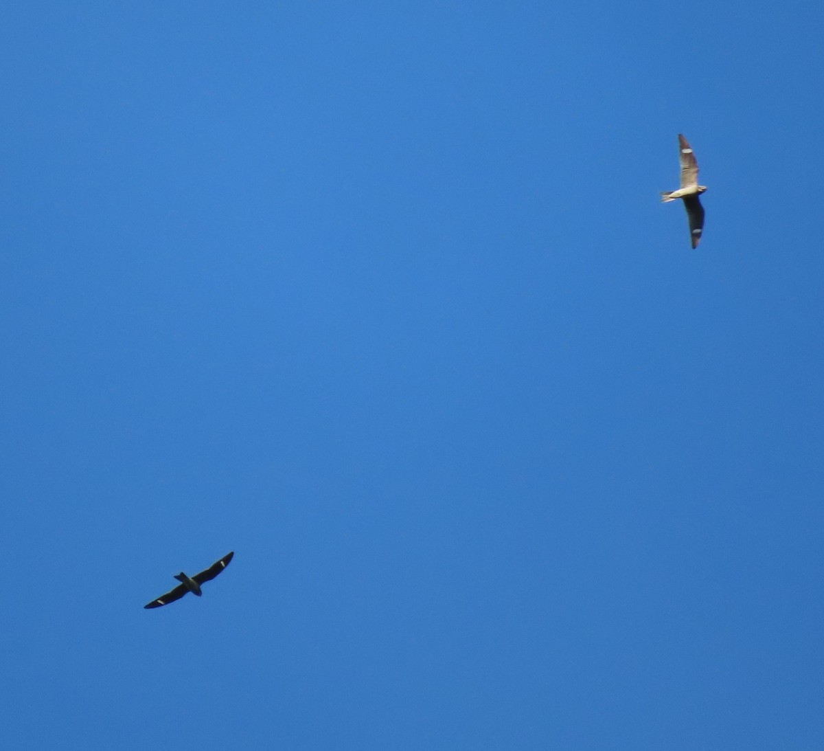 Common Nighthawk - Cindy Duranceau