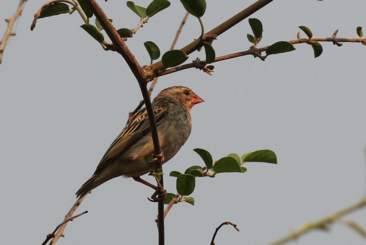 Red-billed Quelea - Margaret Viens