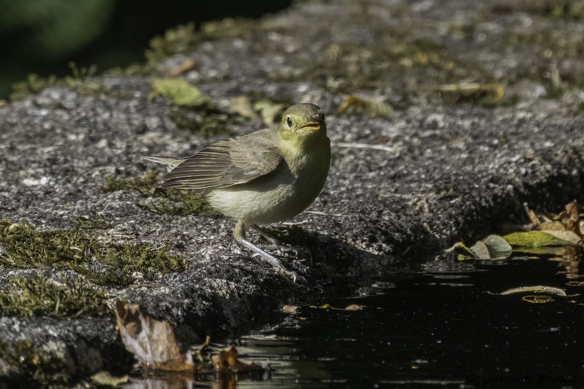 Melodious Warbler - ML479524971