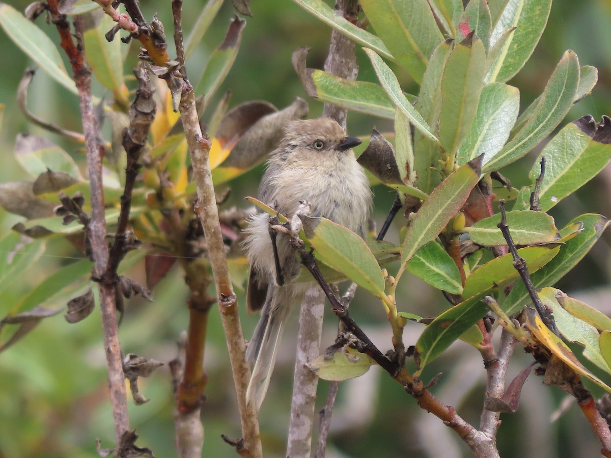 Bushtit (Pacific) - ML479525051