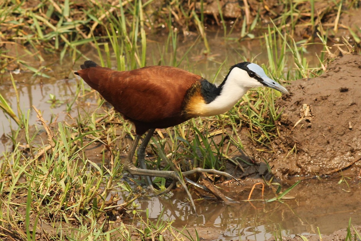 Jacana à poitrine dorée - ML47952511