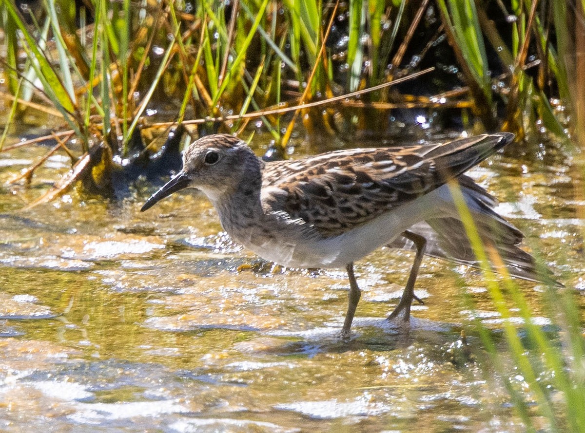 Wiesenstrandläufer - ML479525561