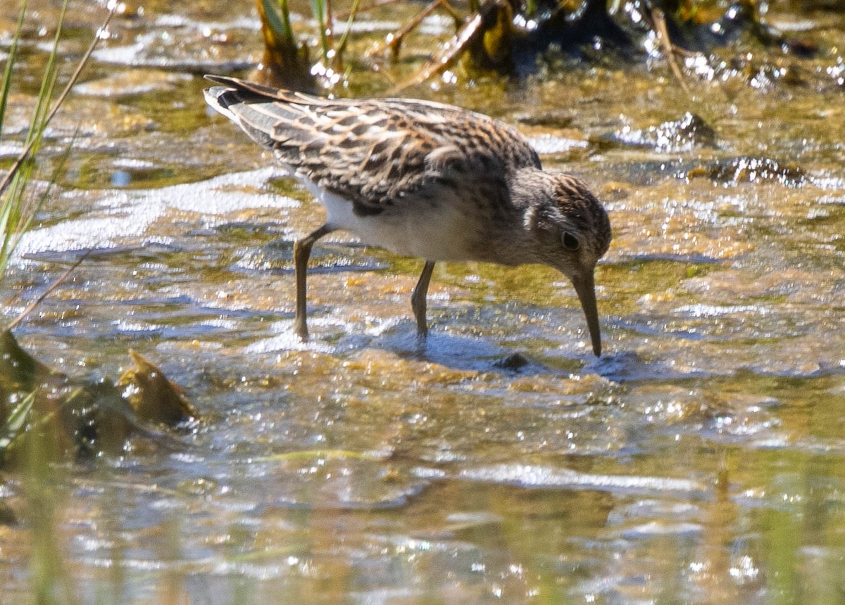 Wiesenstrandläufer - ML479525581