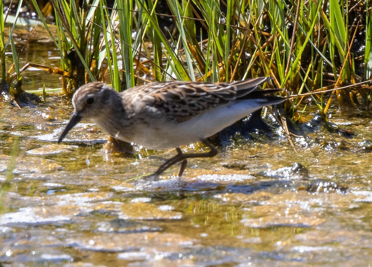 Wiesenstrandläufer - ML479525591