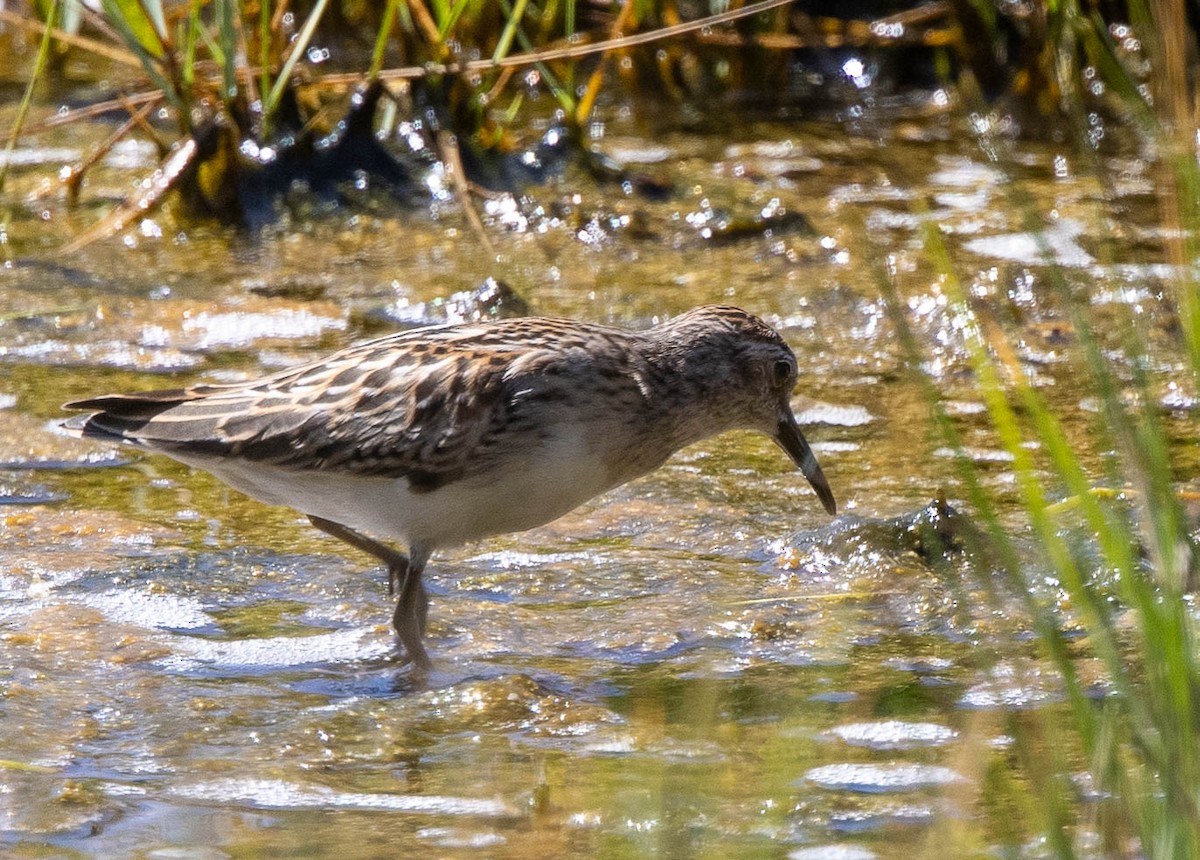 Wiesenstrandläufer - ML479525601