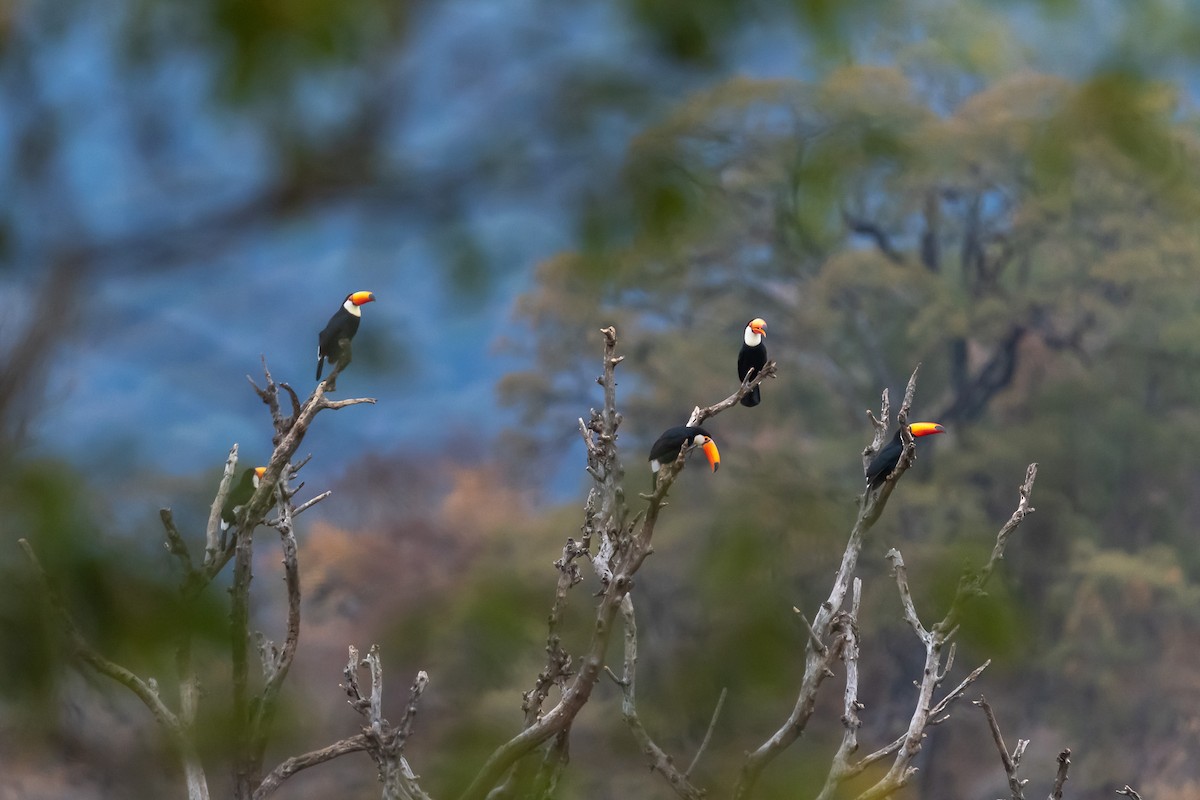 Toco Toucan - Pablo Ramos