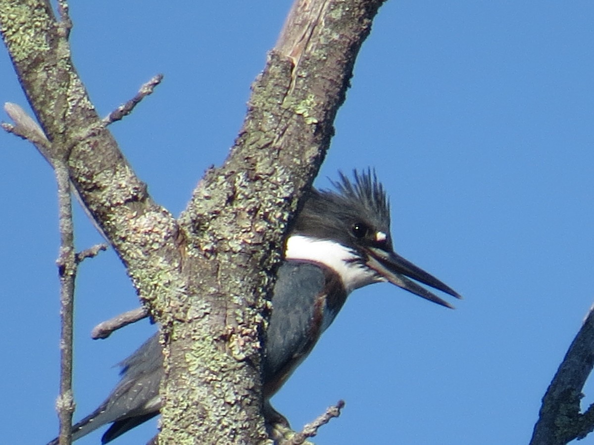 Belted Kingfisher - ML479526801