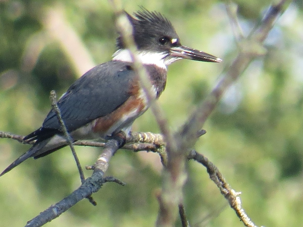 Belted Kingfisher - ML479526981