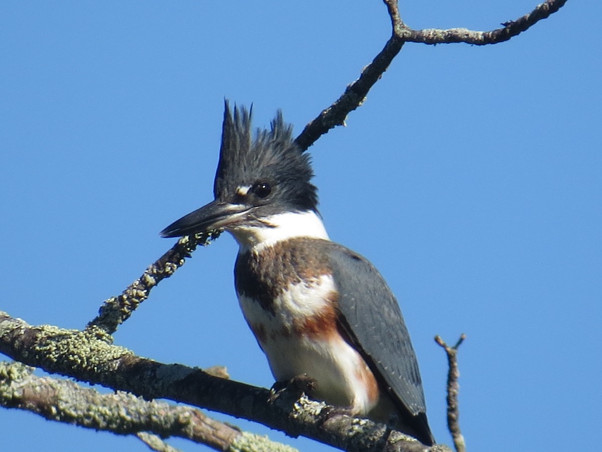 Belted Kingfisher - ML479527031