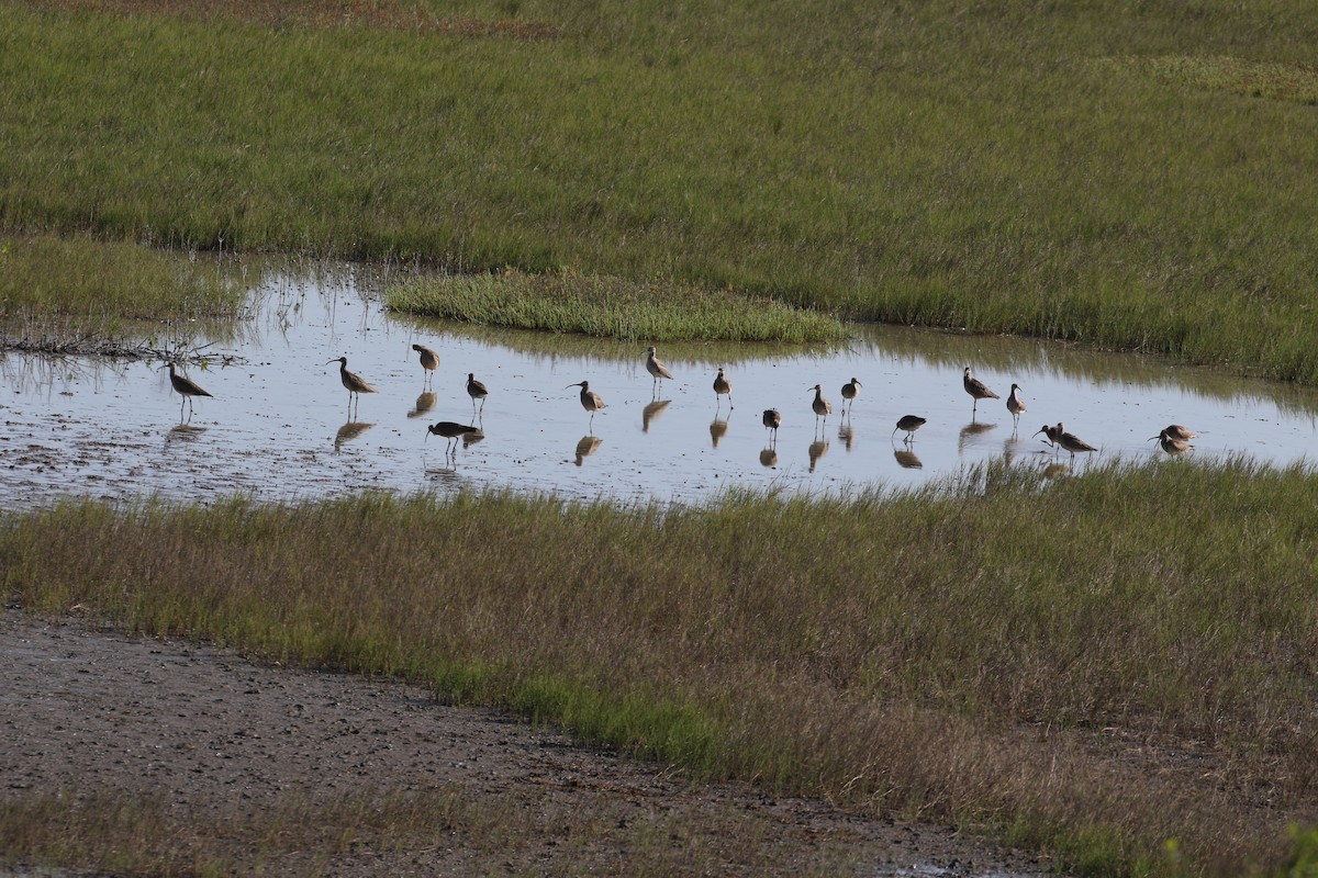 Whimbrel (Hudsonian) - Steve Calver