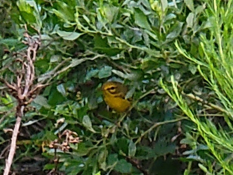 Prairie Warbler - ML479527431