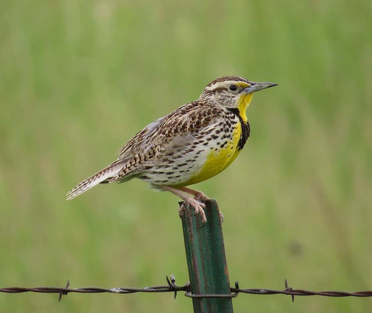 Western Meadowlark - Susan Disher