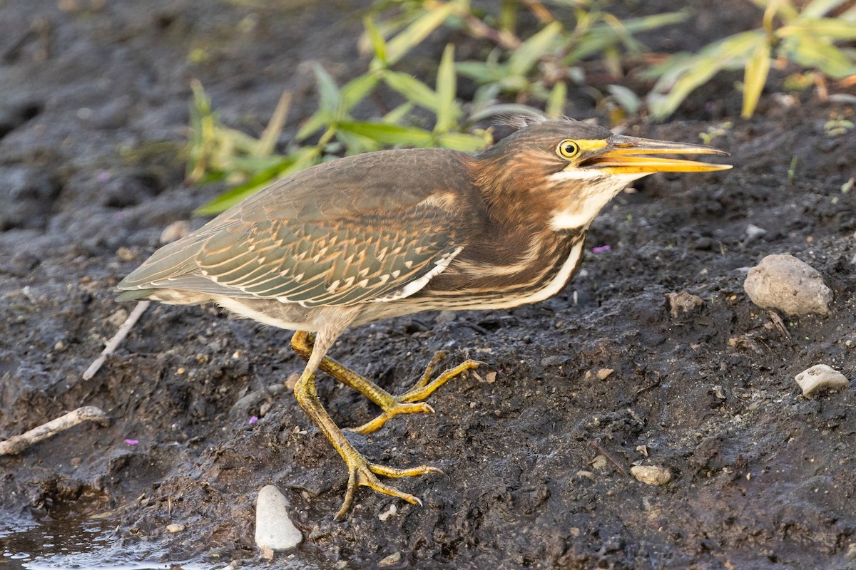 Green Heron - Harris Stein