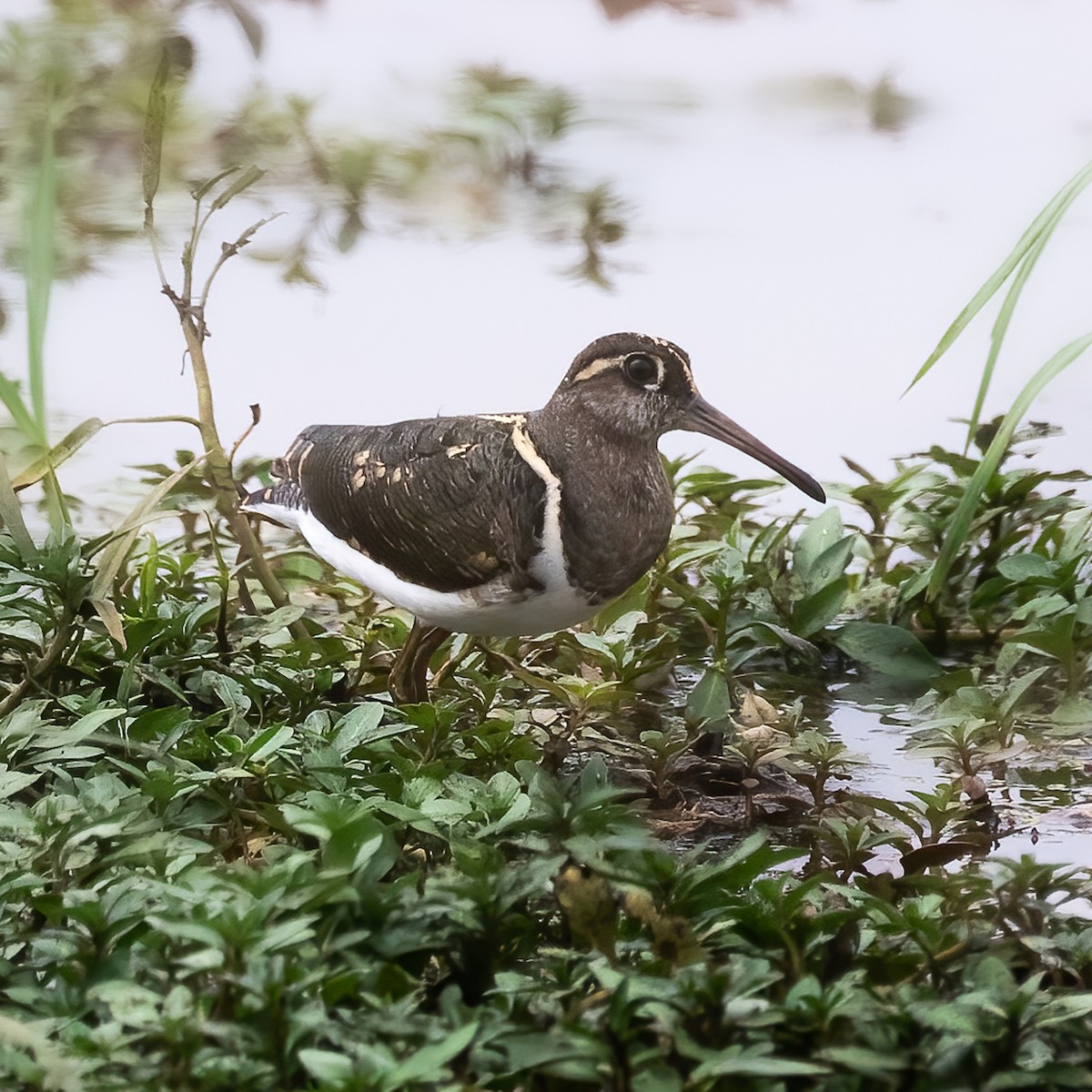 Greater Painted-Snipe - Cris Heins