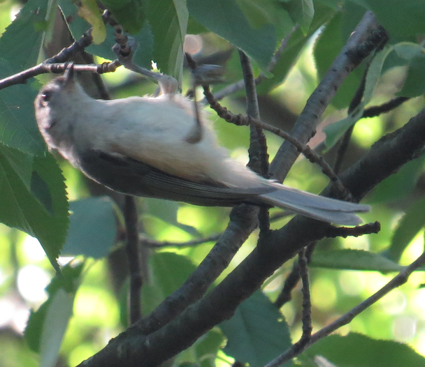 Mésange bicolore - ML479529521