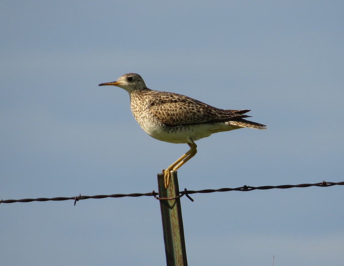 Upland Sandpiper - ML47952961