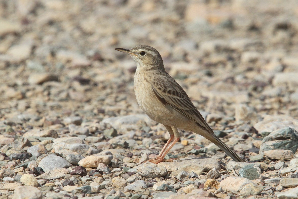 Long-billed Pipit - Clive Temple