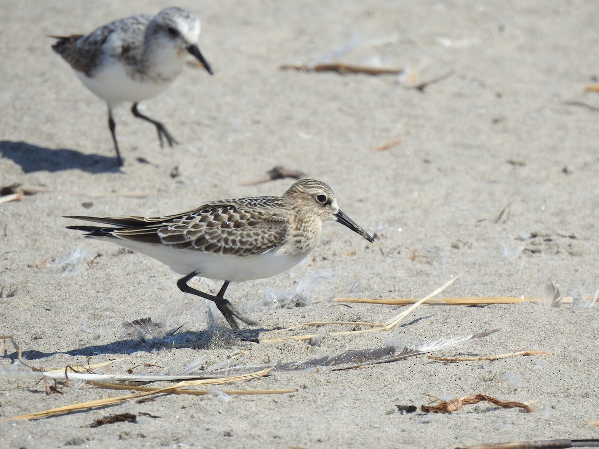 Baird's Sandpiper - ML479530341