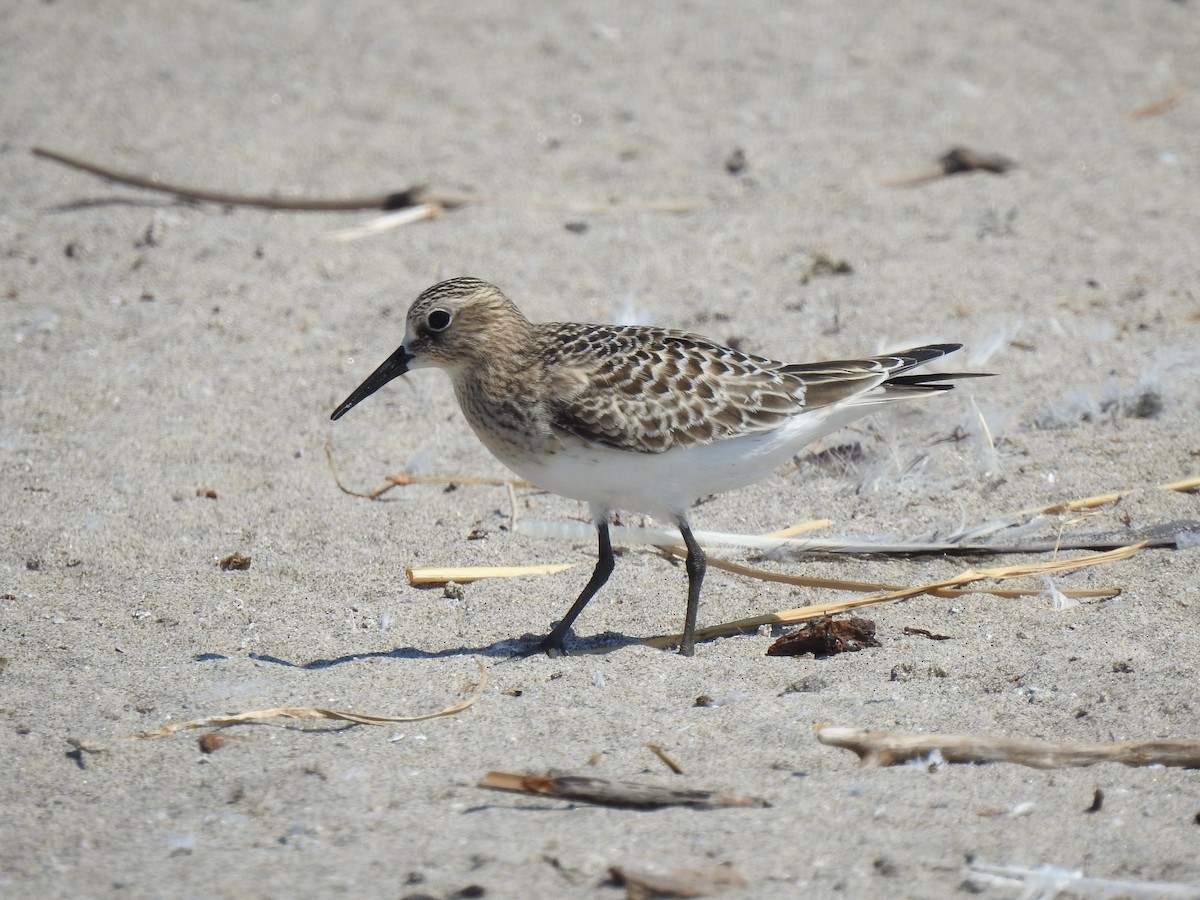 Baird's Sandpiper - Cameron  Montgomery