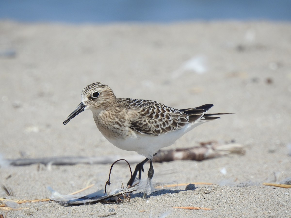 Baird's Sandpiper - ML479530401