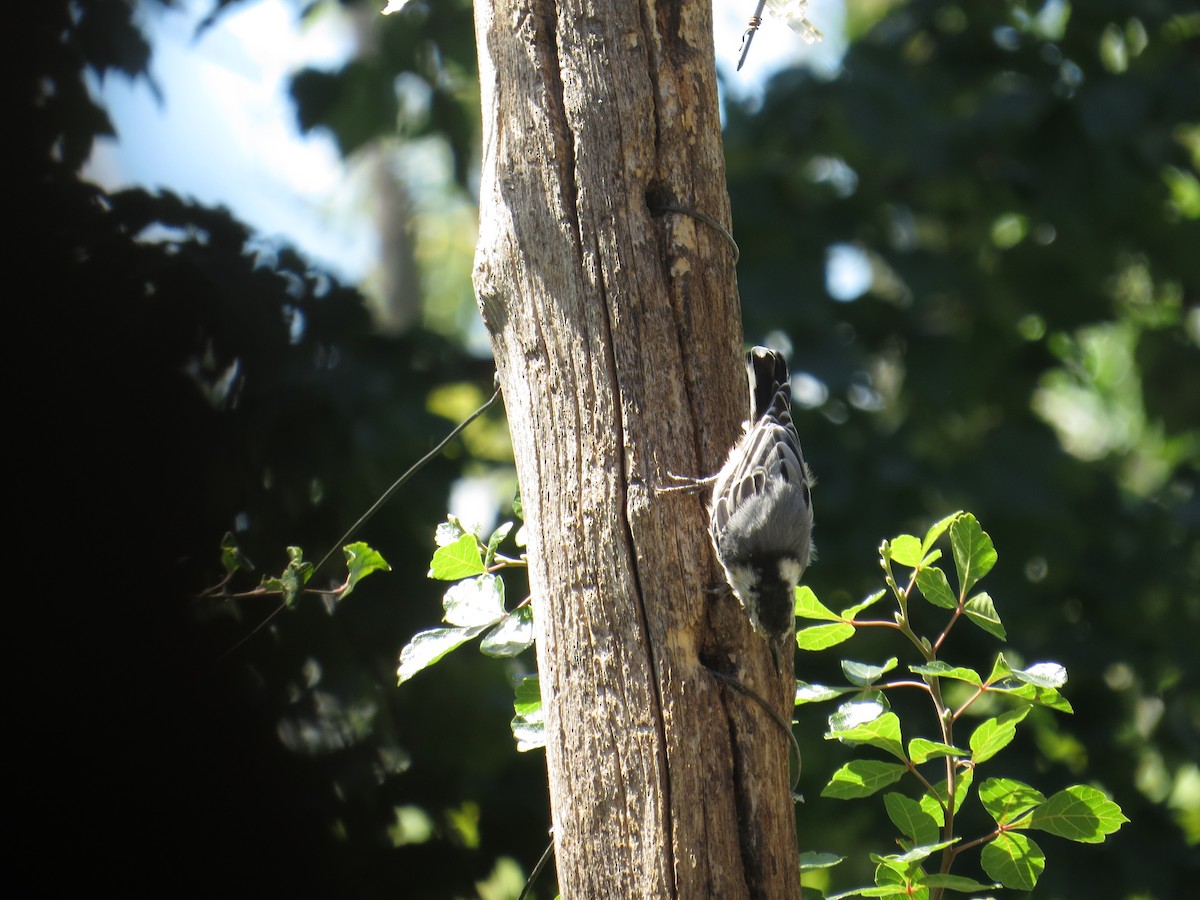 White-breasted Nuthatch - ML479530631