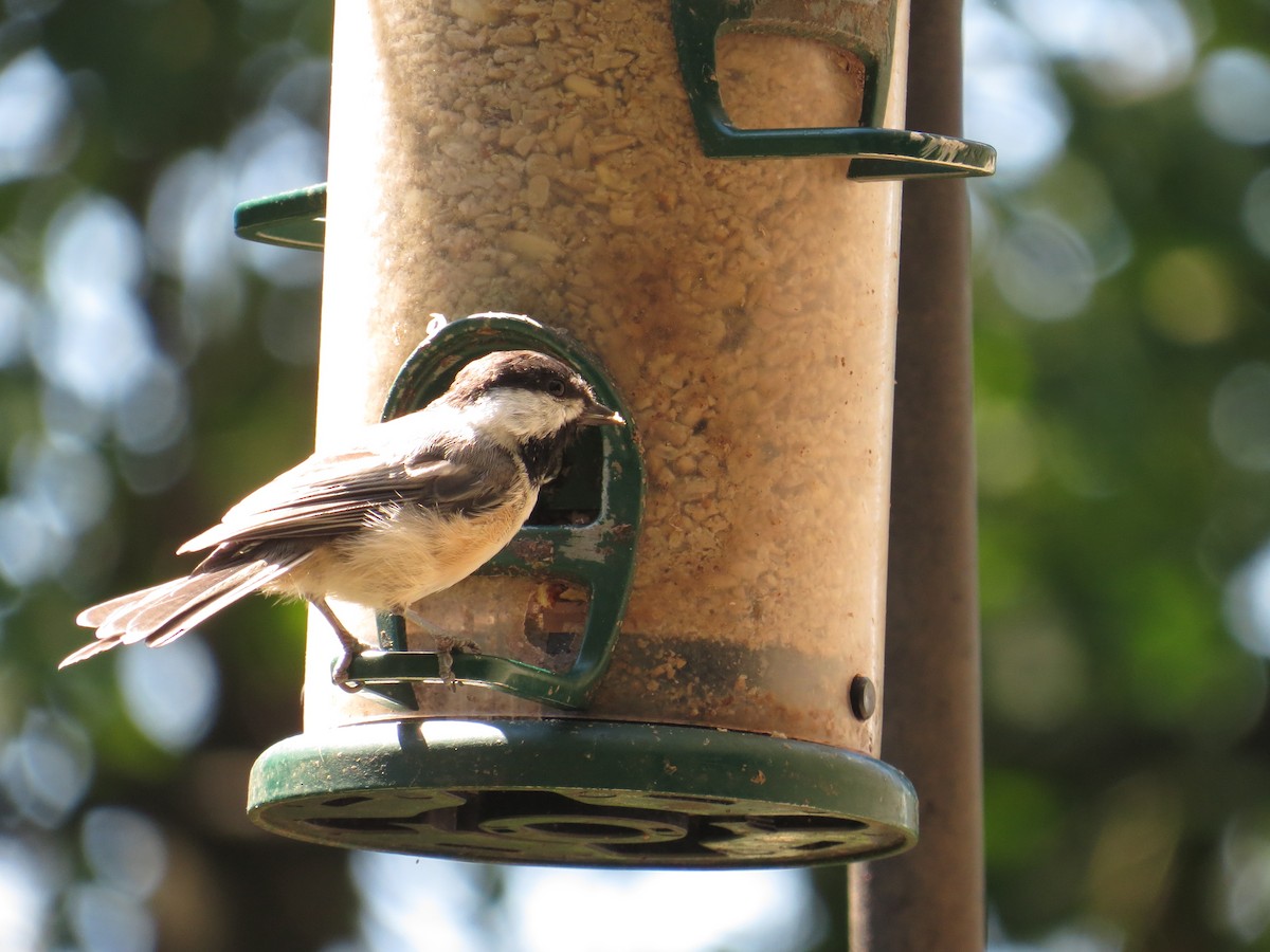 Black-capped Chickadee - ML479530831