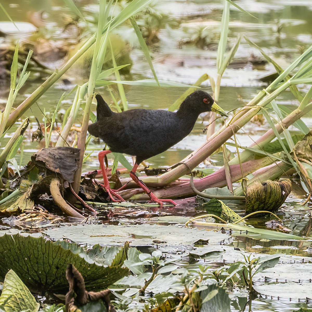 Polluela Negra Africana - ML479531571