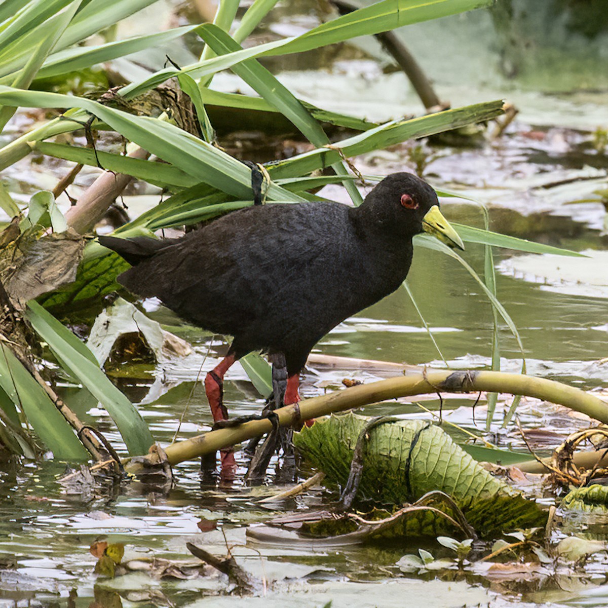 Polluela Negra Africana - ML479531581