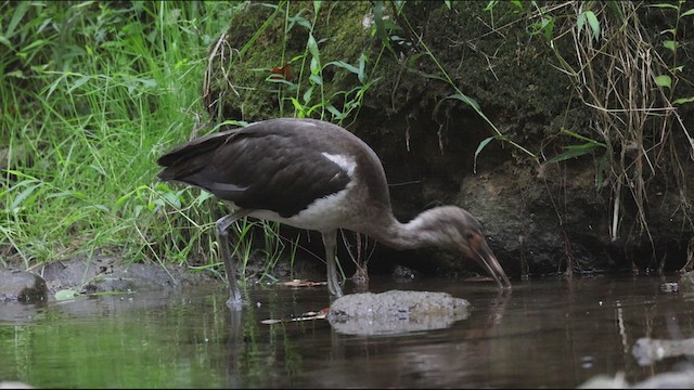 White Ibis - ML479532681