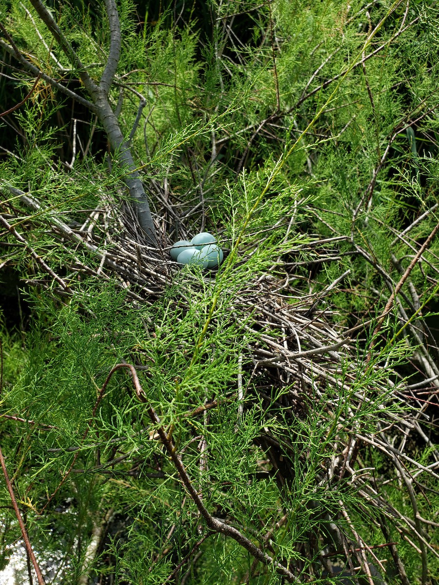 Green Heron - ML479535811