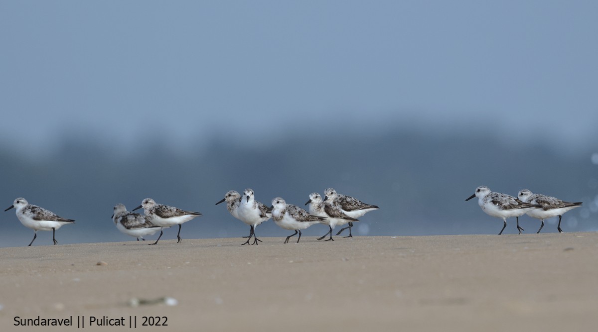 Sanderling - Sundar Palanivelu