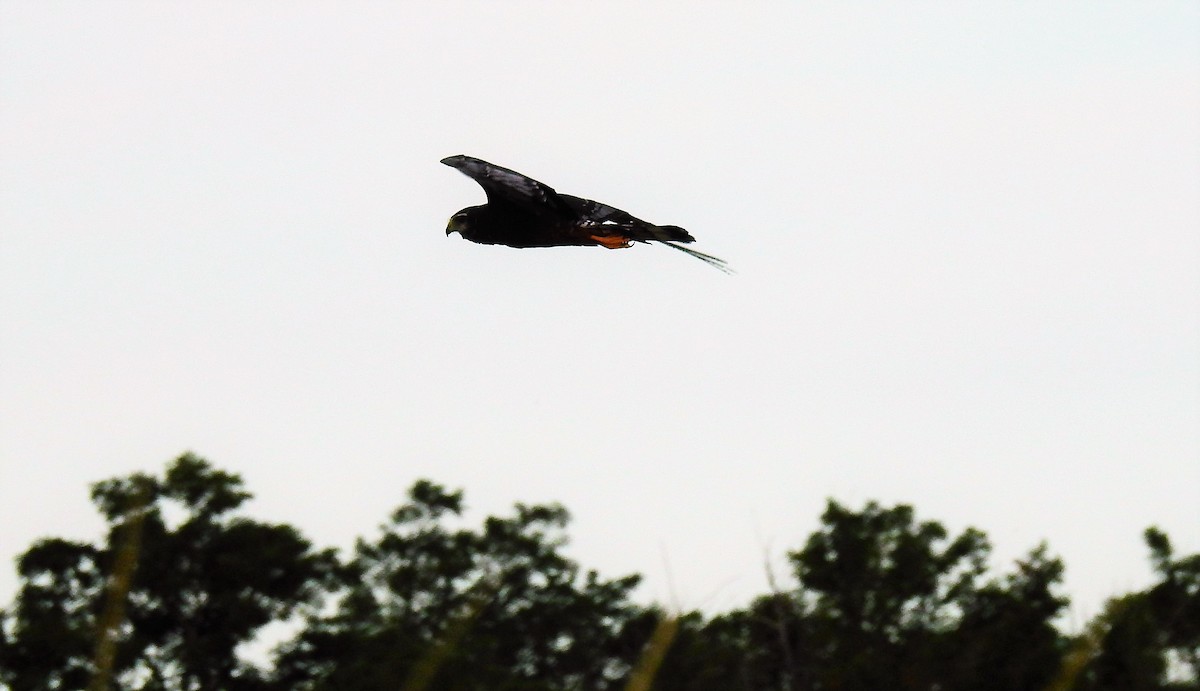 Long-winged Harrier - ML47953621