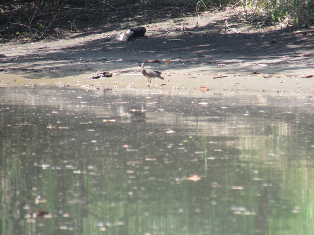 Sunbittern - ML479536631