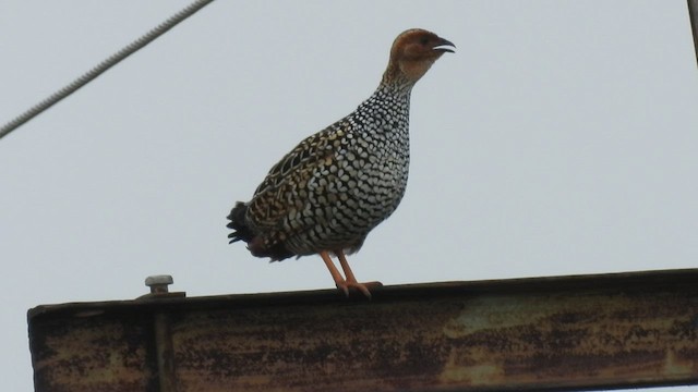 Francolin peint - ML479537271