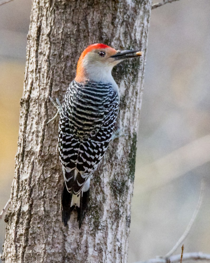 Red-bellied Woodpecker - ML47953781