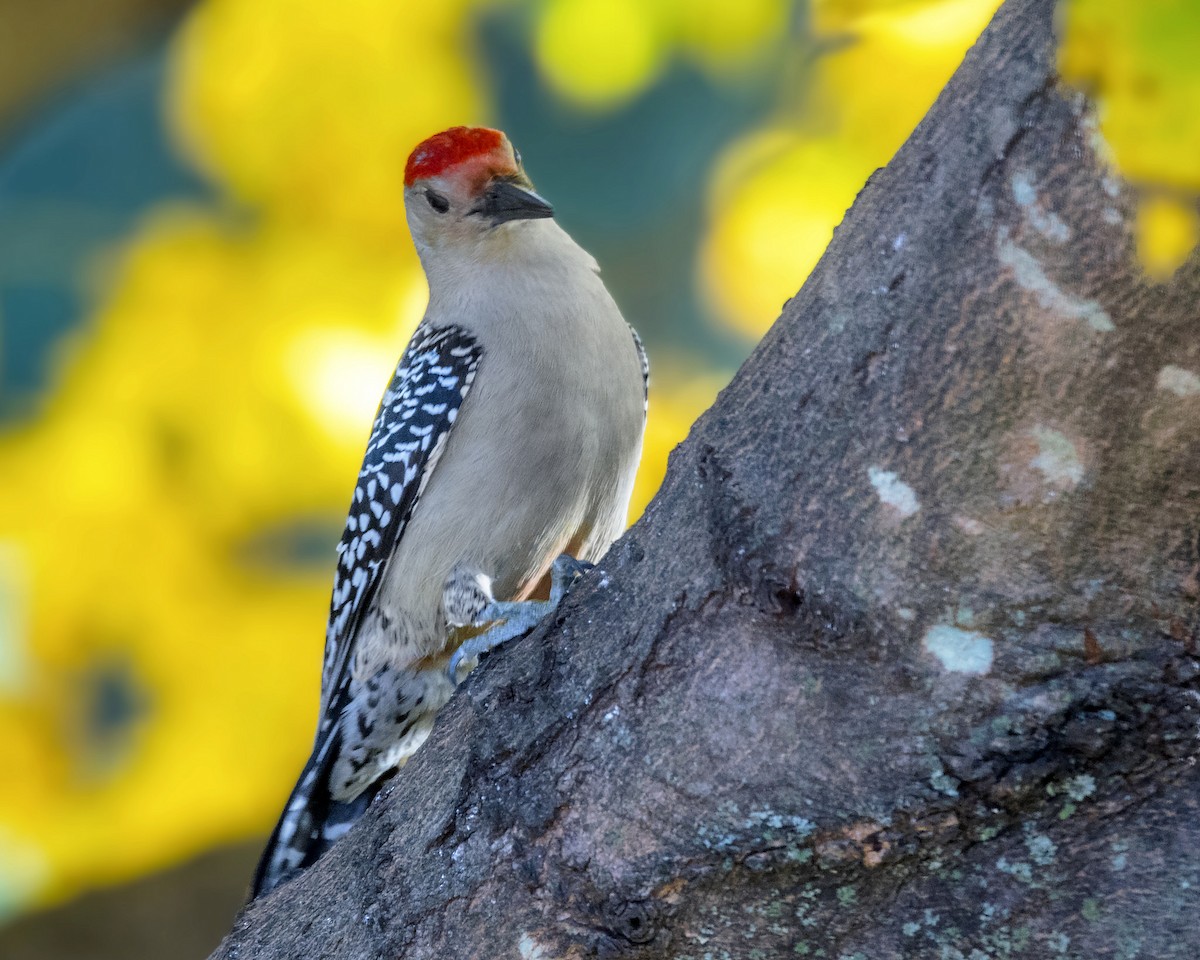 Red-bellied Woodpecker - ML47953791