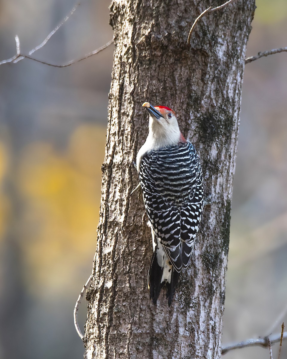 Red-bellied Woodpecker - ML47953801